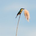 BWA NW OkavangoDelta 2016DEC01 Nguma 026 : 2016, 2016 - African Adventures, Africa, Botswana, Date, December, Month, Ngamiland, Nguma, Northwest, Okavango Delta, Places, Southern, Trips, Year